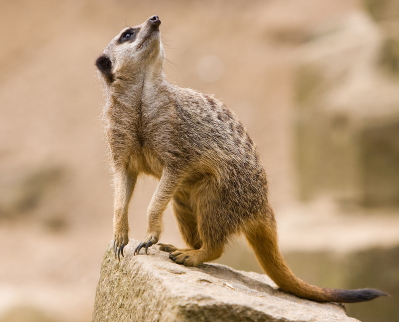 vertebrate, animal themes, desert, one animal, rodent, 1080P, focus on foreground, animal, suricate, nature, baboon, meerkat, creature, standing, outdoors