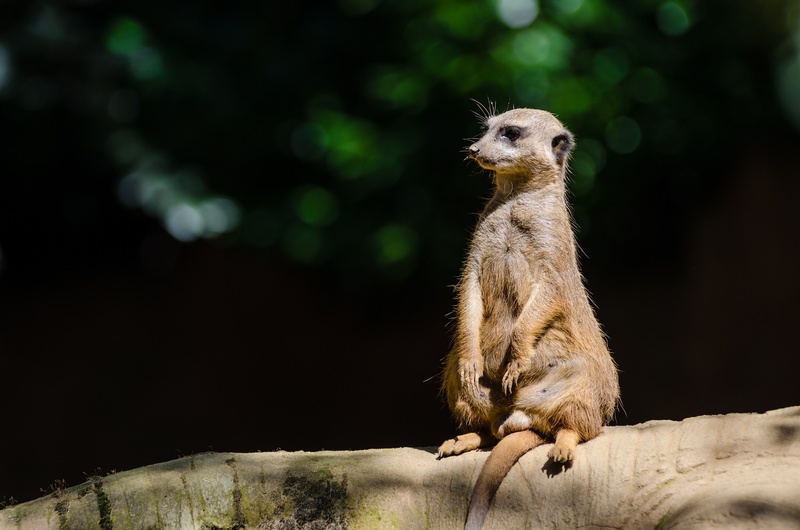 wildlife, portrait, mongoose, vertebrate, looking, focus on foreground, mammal, furry, alert, colony, sitting, nature, sentry, zoo, alertness, animals in the wild