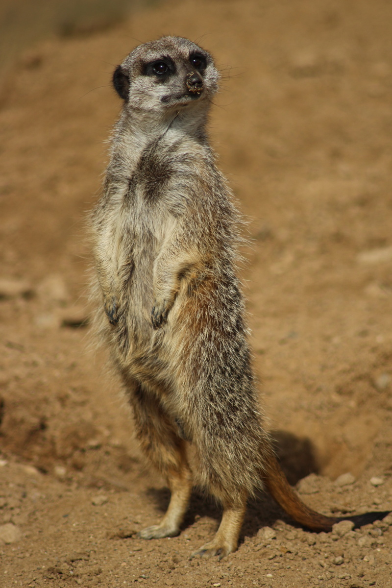 one animal, desert, meerkat, field, no people, vertebrate, animal themes, mongoose, 5K, full length, animals in the wild, animal wildlife, land, day, alertness