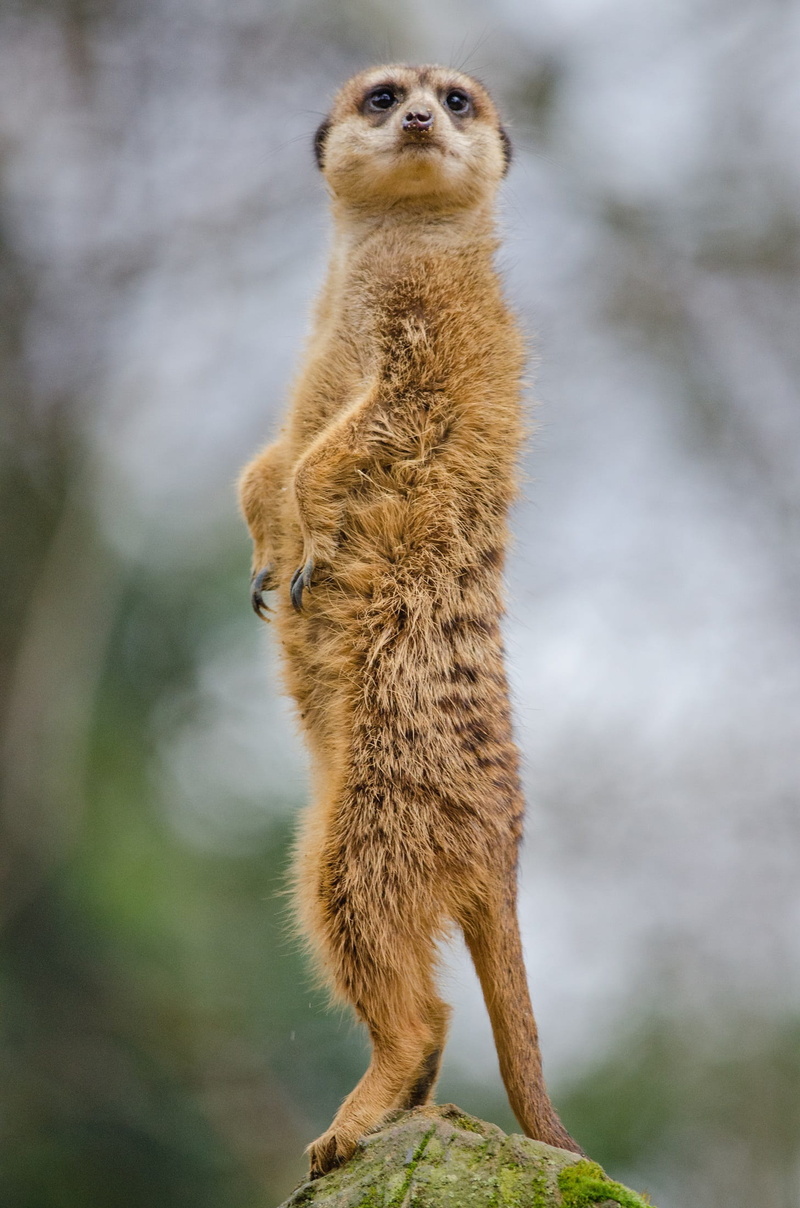 no people, fur, sitting, alert, mammal, day, cute, green, meerkat, focus on foreground, africa, one animal, looking, lookout, standing, animals in the wild