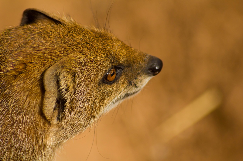 carnivorans, vertebrate, herpestidae, life, fur, angola, looking, cute, meerkat, zimbabwe, nature, Mammal, carnivora, furry, animals And Pets, fauna, one animal