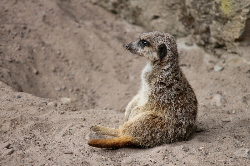 cute, looking, guard, nature, one animal, guarding, day, meercat, desert, curious, Mongoose, wildlife, funny, attention, predator, no people, scharrtier