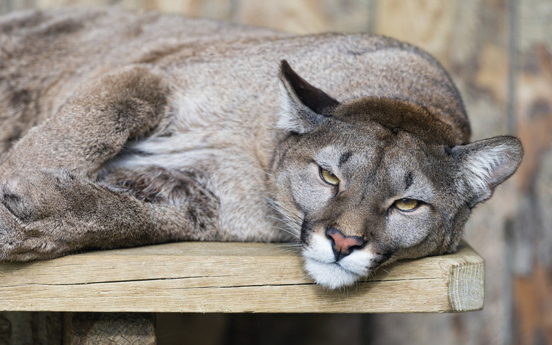 photography, pumas, 1080P