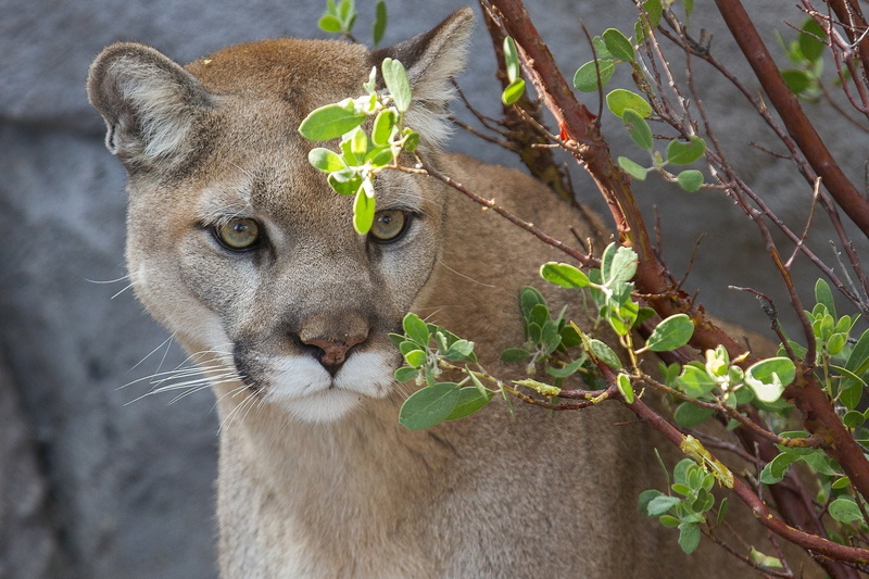 cougar, looking, outdoors, plant, growth, branch, close-up, undomesticated Cat, tree, carnivore, mammal, whisker, puma, animal, beauty In Nature, animal wildlife