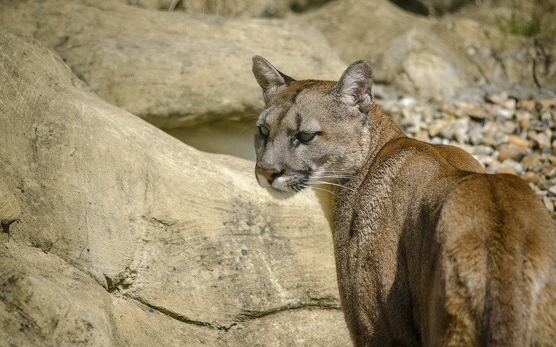 lioness, animal themes, one animal, animals, 1080P, wildlife, animal wildlife, animal, relaxation, feline, mammals, day, rock, pumas, nature, no people