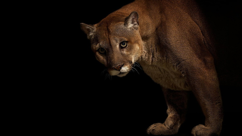 feline, brown, animal themes, copy space, looking, animal, black background, animal body part, portrait, Big, Cougar, pumas, mammal, animal eye, looking at camera