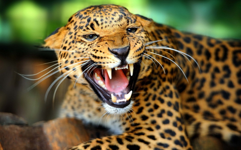 2K, felino, puma, animal