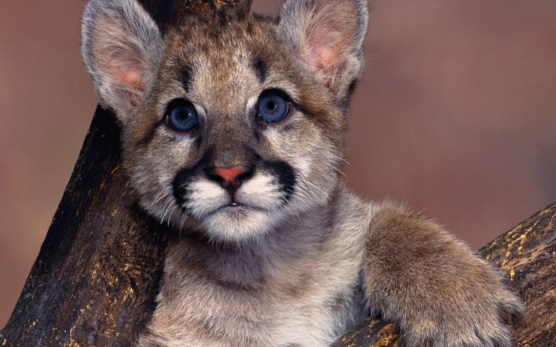 animal wildlife, pumas, vertebrate, young animal, animals in the wild, animals, feline, looking at camera, baby animals, domestic, animal eye, whisker