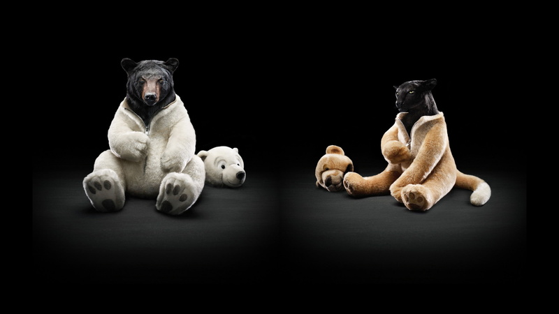 puma, costume, 2K, animals, hd, bear