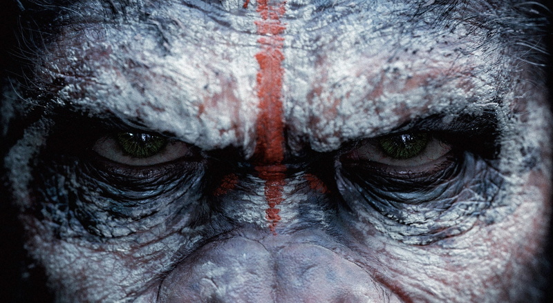 planet, full frame, day, no people, portrait, close-up, 1080P, body part, Wild, one animal, mammal, Animals, eye, animal body part, monkey, angry, backgrounds