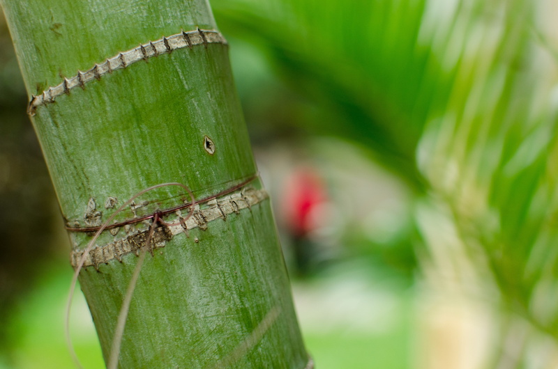 growth, close-up, green, albion, 4K, blurry, palm tree, selective focus, bokeh, trees, tree, plant, focus, focus on foreground, nature, leaf, mauritius