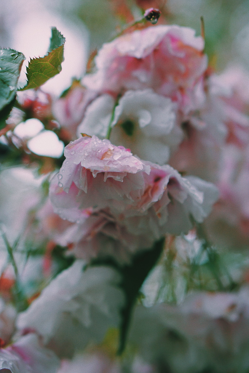 close-up, beauty in nature, drop, fragility, flower, cherry, kyoto, growth, day, nature, vulnerability, produce, blossom, petal, japanese, iphone wallapaper