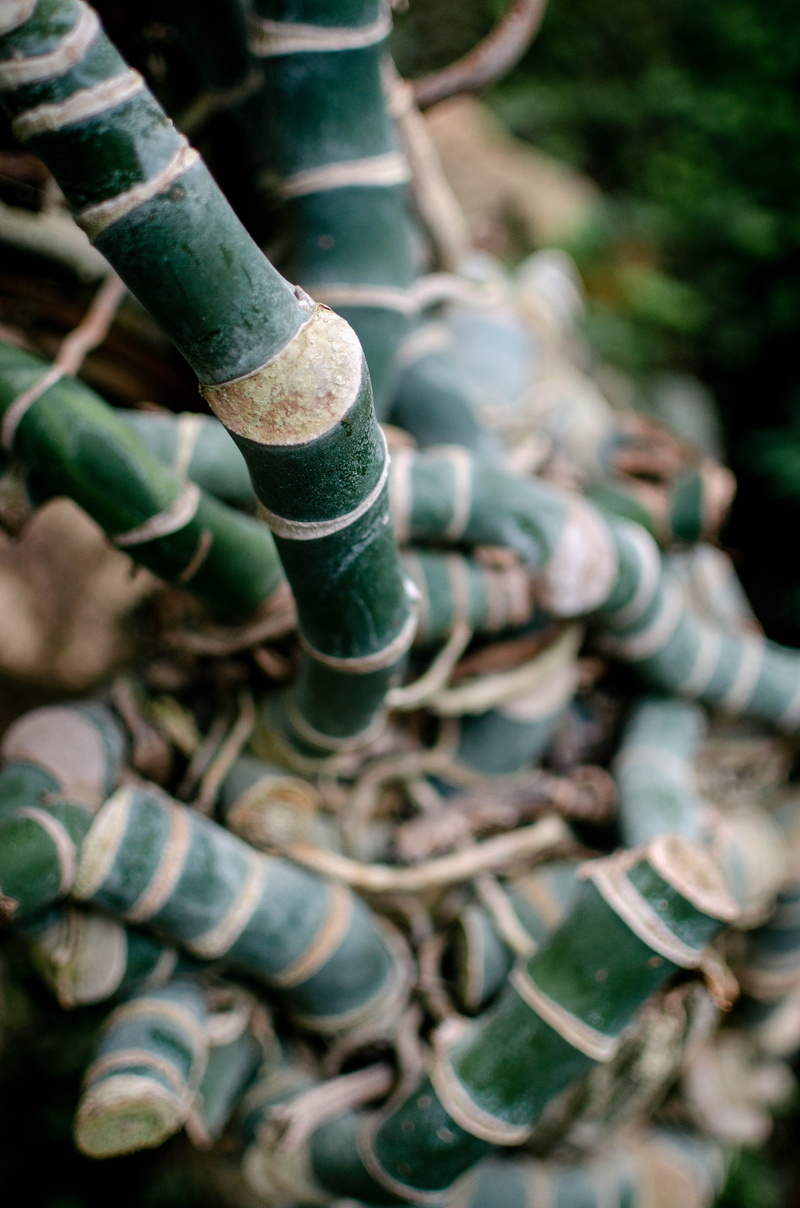 machine, plants, equipment, lyon, old, growth, green, leaf, nature, botanique, 4K, botanic, jardin, folk, outdoors, large group of objects, selective focus