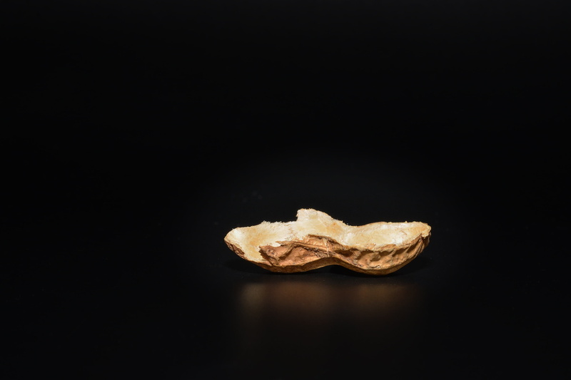 2K, indoors, single object, copy space, black color, close-up, nature, cut out, snake, peanut shell, one animal, no people, two objects, cut in half, animal