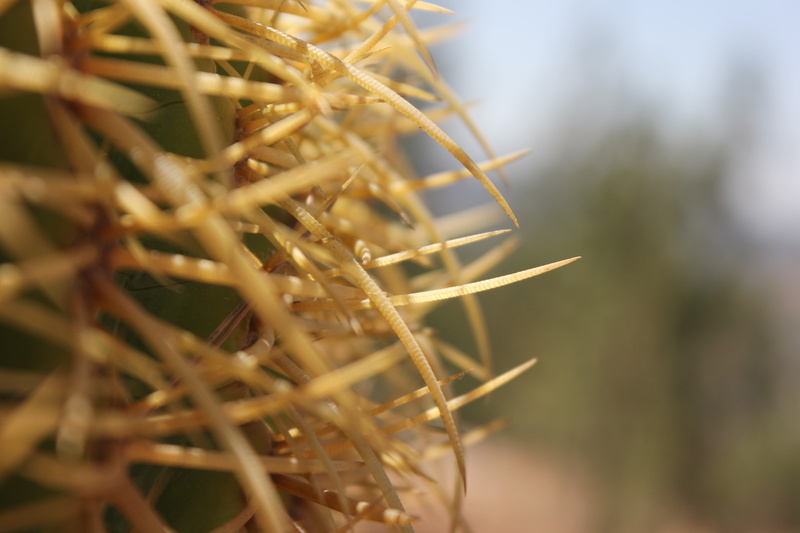 depth of field, 2K, cactus, macro, plants