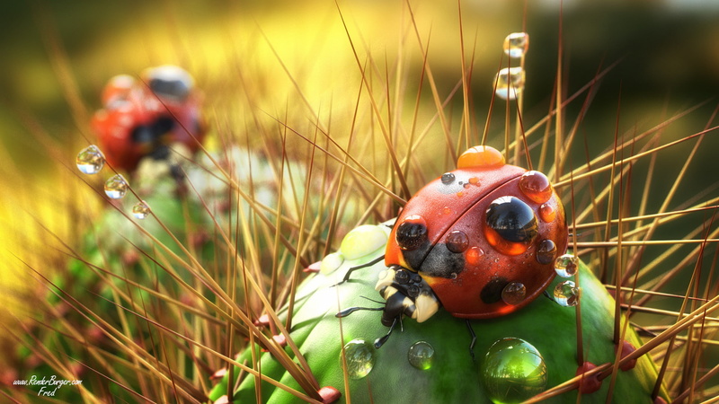 artwork, reflection, Farid Ghanbari, water drops, insect, digital art, cactus, animals, 3D, ladybugs, 1080P, thorns