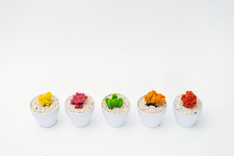food, sweet food, indulgence, pot plants, white background, food and drink, temptation, potted, group of objects, colorful, variation, still life, indoors