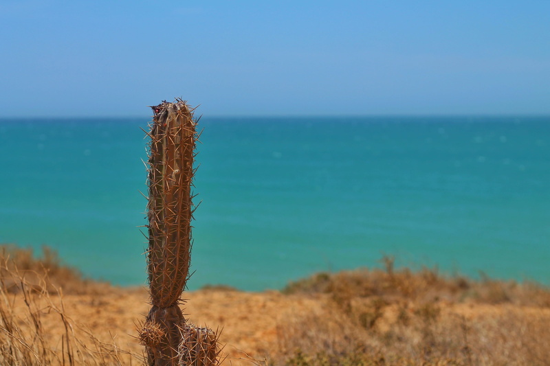 nature, beauty in nature, tranquil scene, horizon over water, land, water, tranquility, beach, colombia, horizon, post, travel, day, cacti, focus on foreground