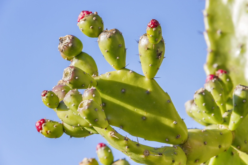 cactus, tropical, outdoors, 4K, succulent, clear sky, beauty in nature, prickly pear, opuntia, sky, sunlight, nature, botany, selective, plant, prickly pear cactus