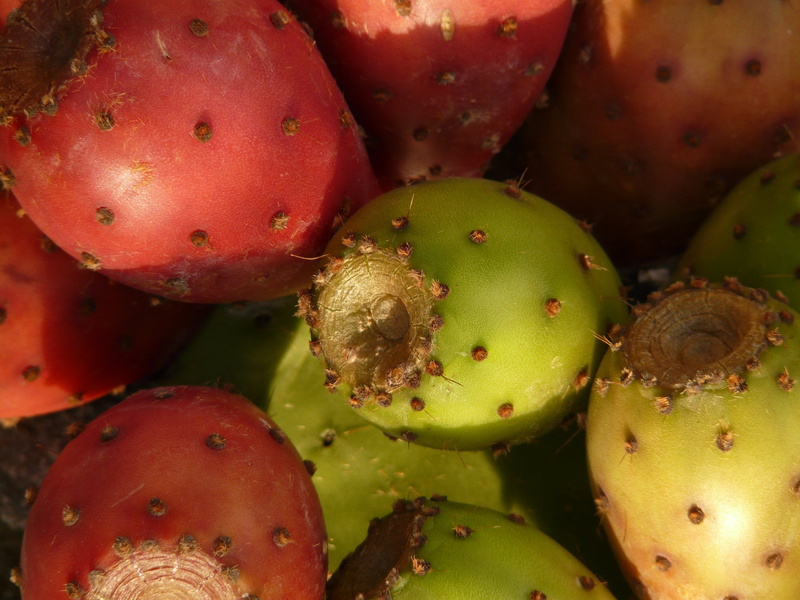 green color, full frame, cactus greenhouse, cactus, thorn, ripe, large group of objects, red, food, backgrounds, no people, edible, prickly pear, succulent plant