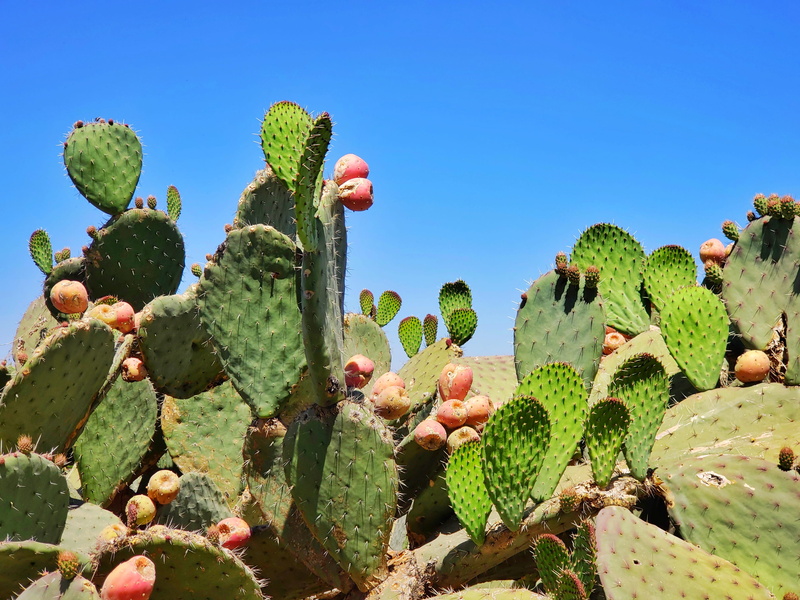 sunlight, semi-arid, outdoors, garden, arid climate, 4K, mexico, blue sky, no people, forest, flora, woodland, prickly pear cactus, spiked, land, desert