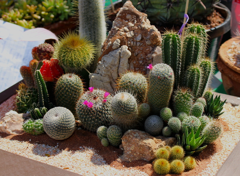 decoration, potted plant, high angle view, green, food, summer, color, fruit, organic, no people, tropical fruit, desert, 4K, outdoors, natural, freshness