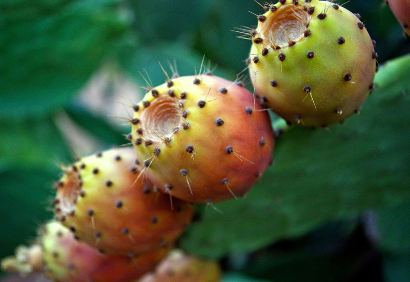 food, prickly pear cactus, fruit, thorns, thorn, prickly, green, close-up, spiked, freshness, attention, no people, beauty in nature, wellbeing, green color