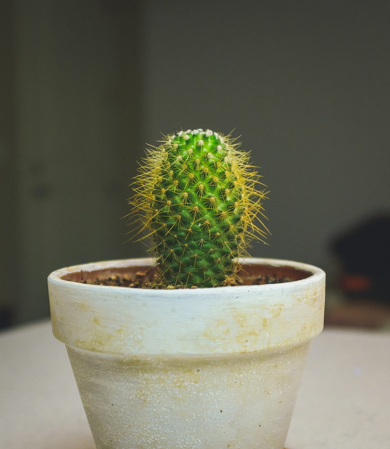 fruit, spiky, food, indoors, food and drink, desert, cactus, flower pot, beauty in nature, freshness, day, houseplant, cacti, plant, focus on foreground