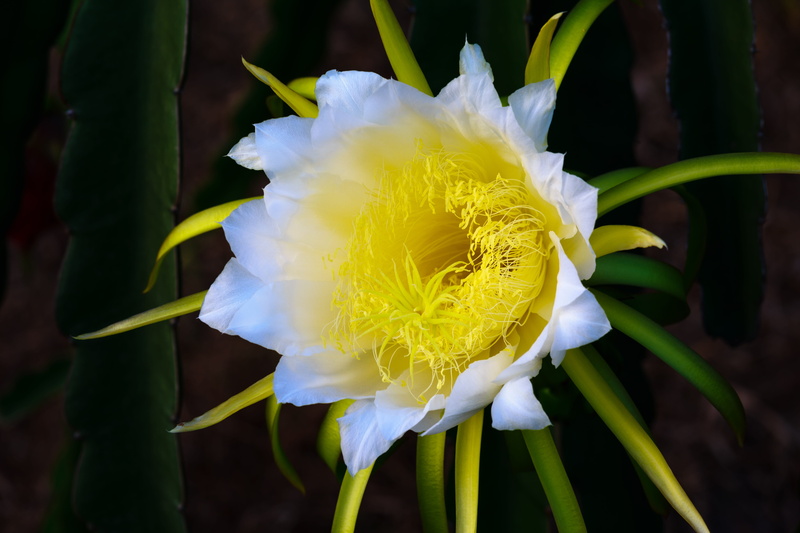 petals, fresh, background, banđêm, focus on foreground, nice, outdoors, yellow, farm, vulnerability, the pollen, green, food, pollen, agriculture, inflorescence