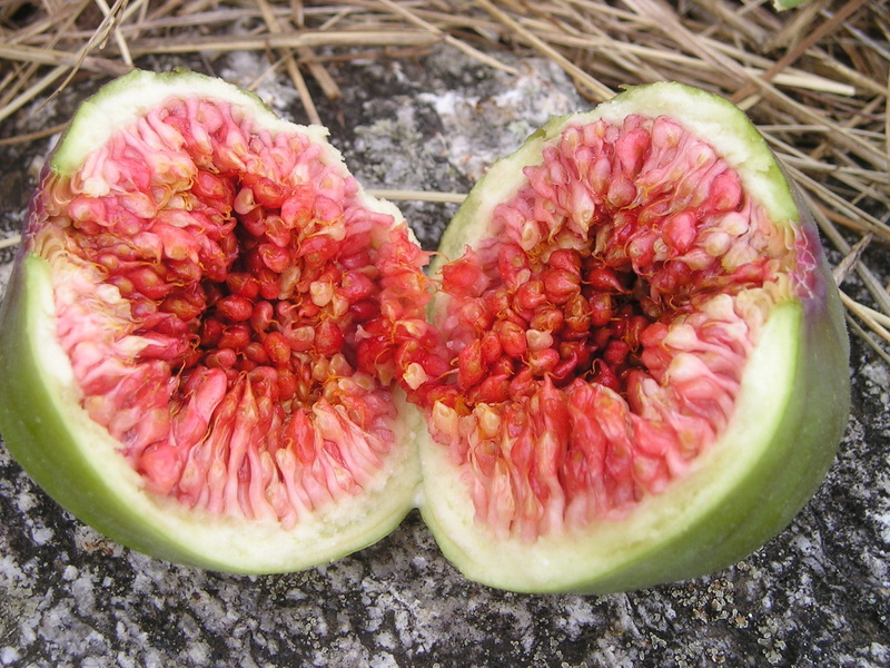 ficus, day, euro dynasty, ripe, food And Drink, fruit, Euro, red, green, organic, juicy, Ficus Carica, food, wellbeing, close-up, plant, open, mulberry blueberry plant
