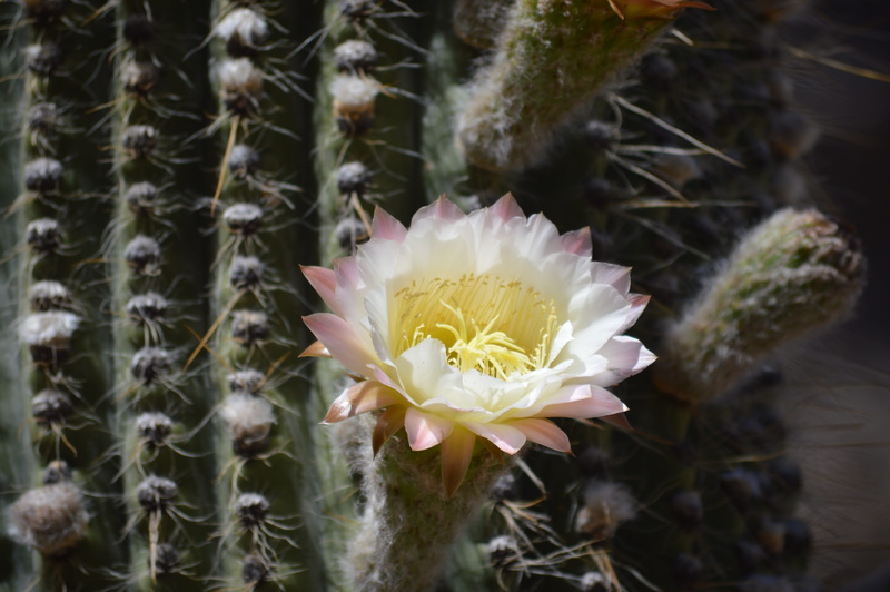botanical, nature, flowering plant, fragility, natural, focus on foreground, arid, flora, plant, petal, growth, flower, no people, inflorescence, freshness