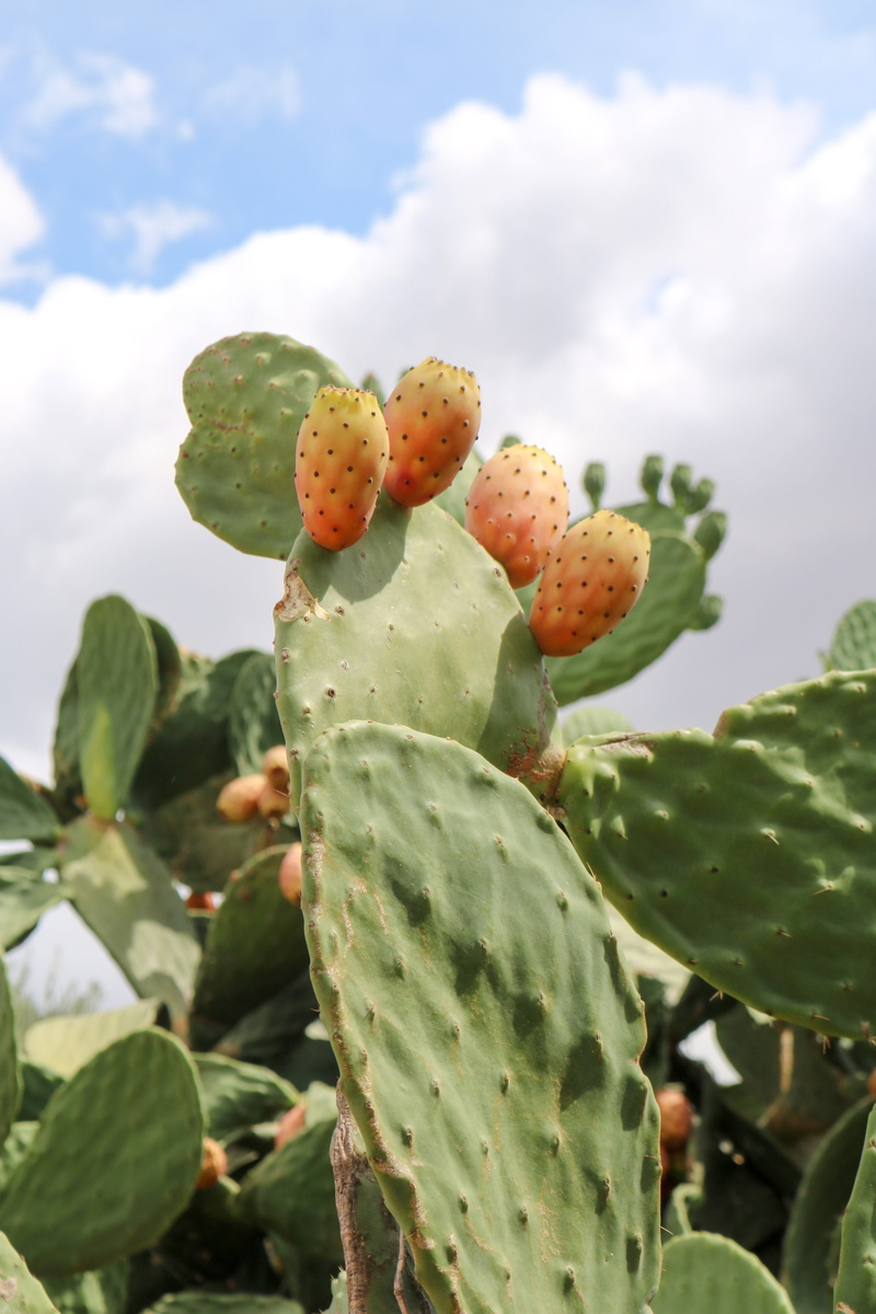 5K, cactus, cactaceae, prickly pear, succulent plant, fruit, dry, cactus fruit, prickly pear cactus, cactus greenhouse, cloud - sky, plant, leaf, healthy eating