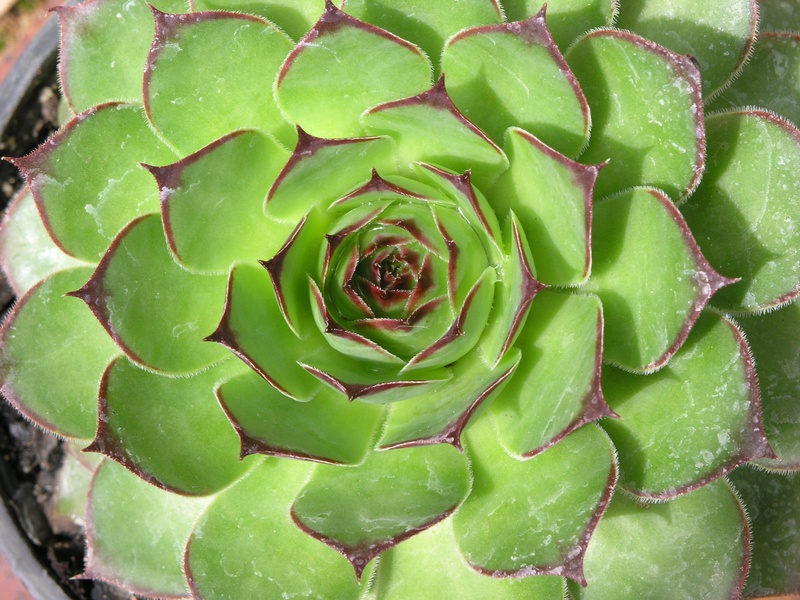 freshness, rosette, full frame, exotic, day, garden, 2K, foliage, no people, growth, grow, close, leaf, spikes, cultivated, horticulture, succulent, nature