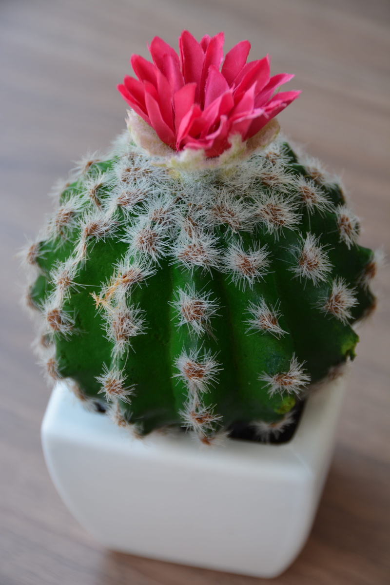 prickly, decoration, green color, sign, spiked, 5K, flower head, close-up, growth, garden, botanical, cacti, indoors, nature, sharp, bloom, desert, flowering plant