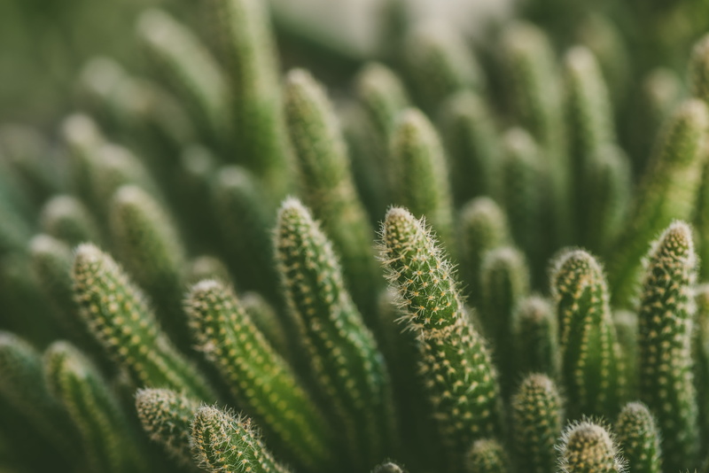 prickle, agriculture, environment, close-up, 5K, growth, plant, cactu, succulent plant, nature, field, phallic, selective focus, green color, land, spike