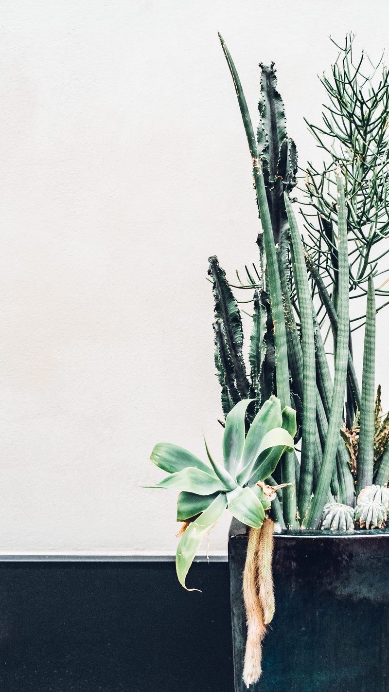 green, indoors, interior design, plant part, wall, no people, houseplant, close-up, garden, palm, potted plant, city, day, plant, leafed, cacti, succulent