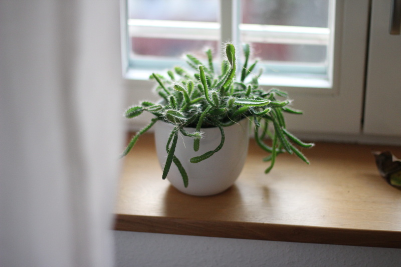 glass - material, succulent, home interior, freshness, 5K, food and drink, wood - material, window, leaf, window sill, plants, green, domestic room, leafed