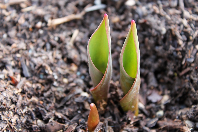 plant part, botany, close-up, spring, translucent, day, no people, growth, sprouting, field, cactus, land, high angle view, nature, beauty in nature, focus on foreground