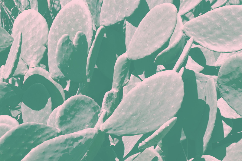 flower, fragility, cactus, flowering plant, green color, wild, nature, succulent plant, tropical, plant, plant part, tranquility, close-up, backgrounds