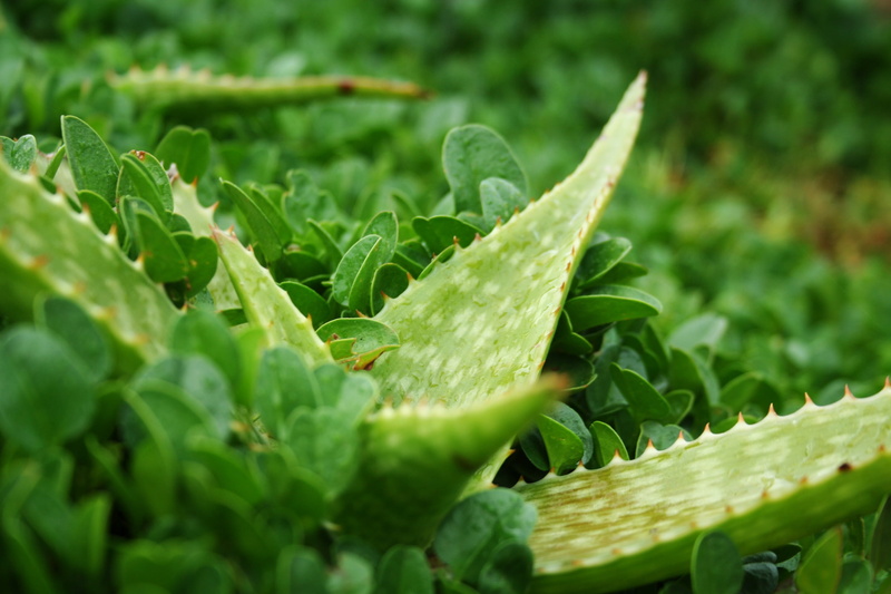 botany, plants, selective focus, herb, outdoors, garden, land, environment, succulent, close-up, botanical, spike, vegetable, field, groundcover, food and drink