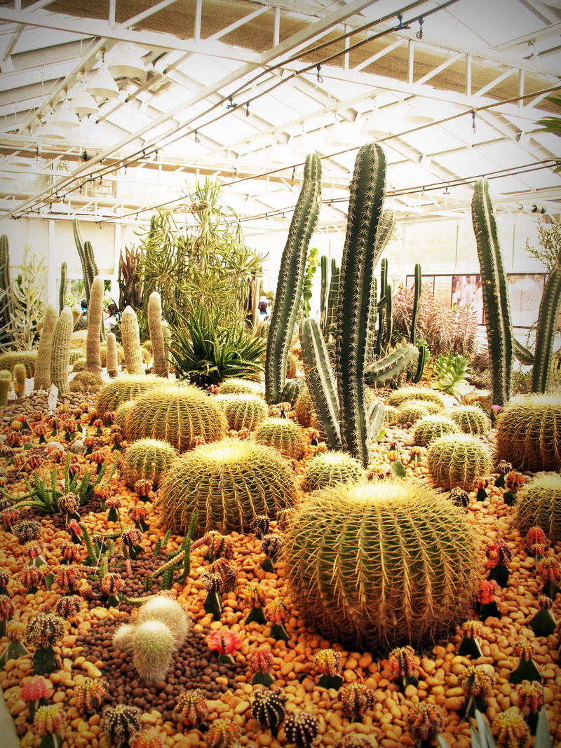 botanical, greenhouse, barrel cactus, field, thorn, gardening, temperature, thorns, no people, plant, spine, sharp, green color, botany, plant nursery