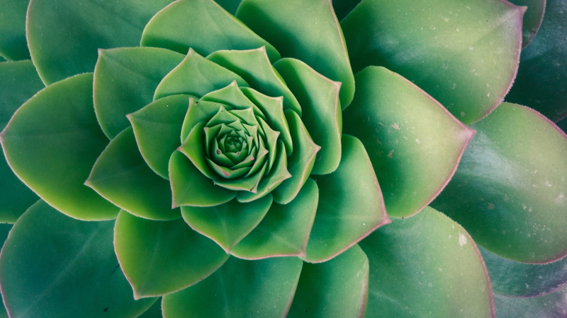 prosperous, botany, growing, leaf, succulent, full frame, abstract, plants, freshness, macro, plant, 5K, outdoors, nature, sempervivum, no people, garden