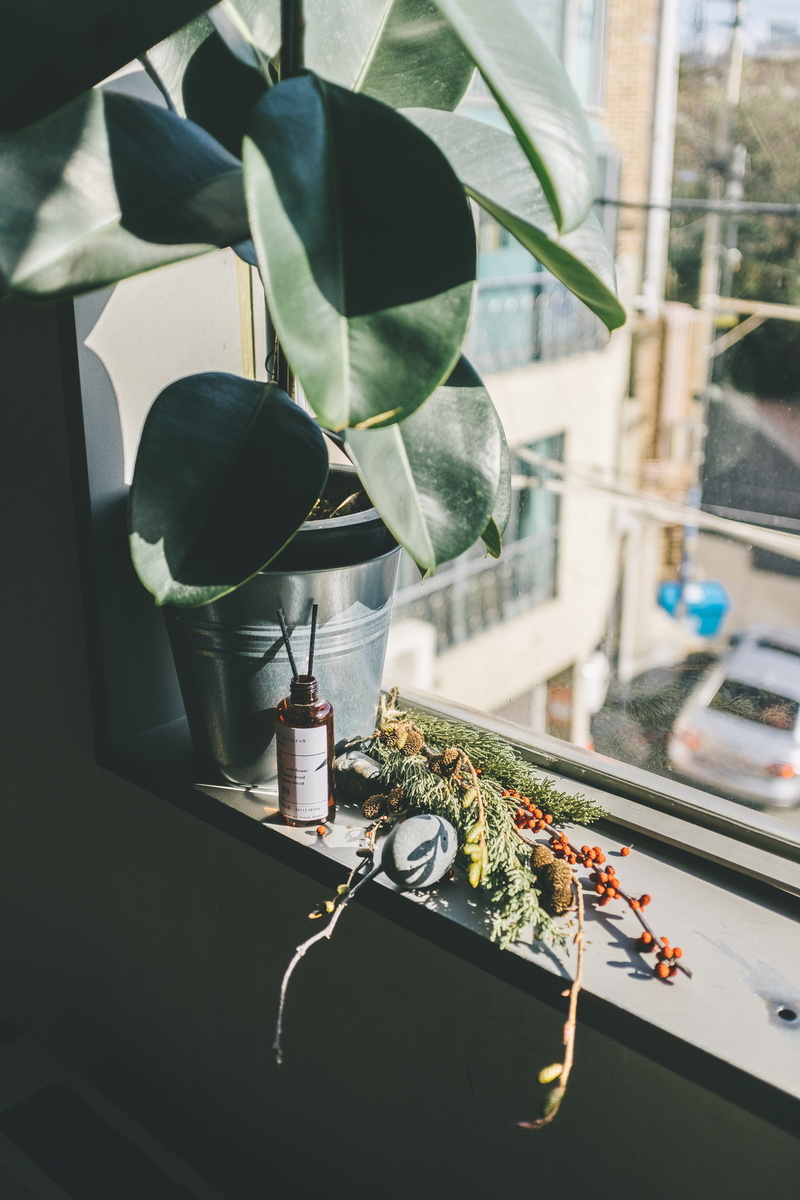 potted plant, lighting equipment, handrail, focus on foreground, plant part, green, table, automobile, clothing, apparel, 5K, blossom, flower, day, glass - material