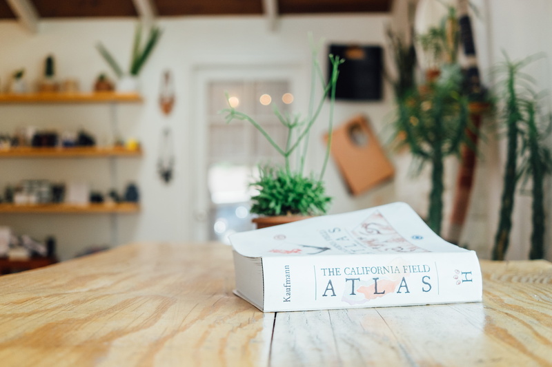 4K, calm, domestic room, restaurant, wood grain, indoors, selective focus, focus on foreground, communication, western script, succulent, californium