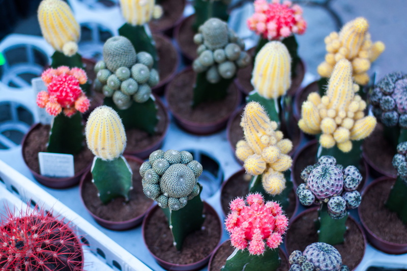 food, no people, day, choice, cactus, close-up, nature, focus on foreground, cacti, fruit, color, 4K, outdoors, beauty in nature, flowering, freshness