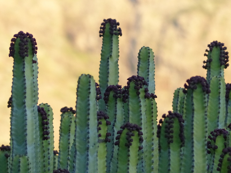 focus, succulent Plant, euphorbia canariensis, nature, close-up, plant, green color, climate, euphorbiaceae, sunlight, beauty in nature, euphorbia, outdoors