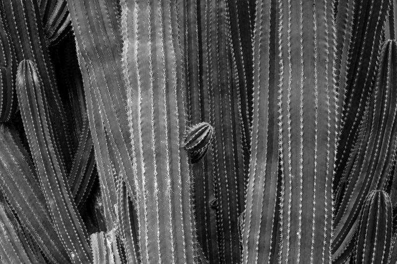 thorn, photo, outdoor, pattern, background, nature, white, plant, texture, textured Effect, cacti, cactus, arizona, black Color, black And White, backdrop