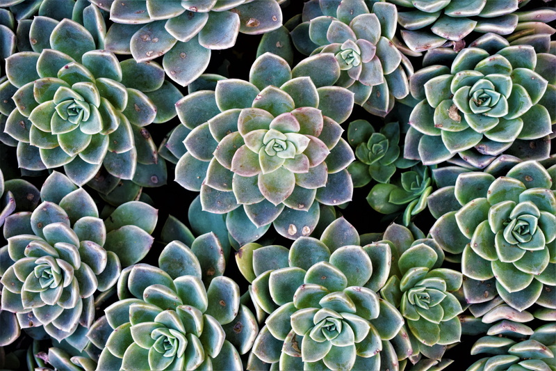 growth, natural pattern, leaf, full frame, growing, succulent, lanseria, animal wildlife, pattern, succulent plant, biology, nature, plant part