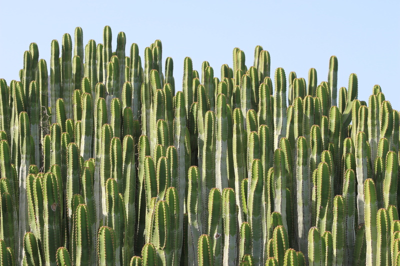 clear, plant, field, green, succulent plant, canary islands, pieksig, cactus, tenerife, nature, beauty in nature, growth, thorns, clear sky, tranquility
