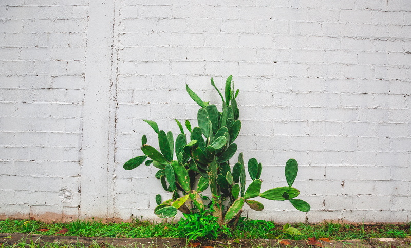 leaf, wall, textured, plant part, rough, backgrounds, nature, plant, wood - Material, growth, old, close-up, 5K, flower, building Exterior, built structure